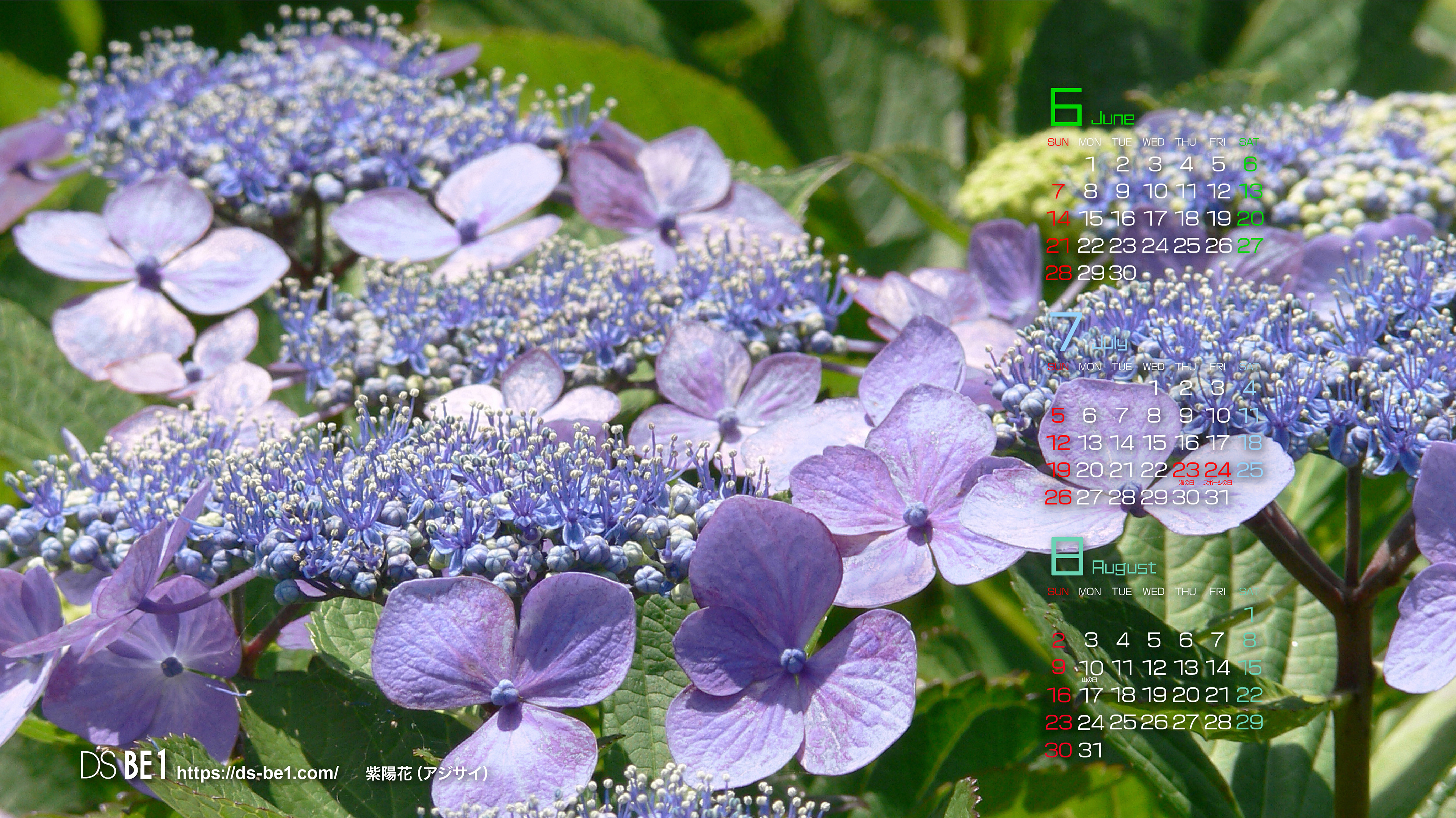 新しいコレクション デスクトップ 紫陽花 壁紙 ただ素晴らしい花